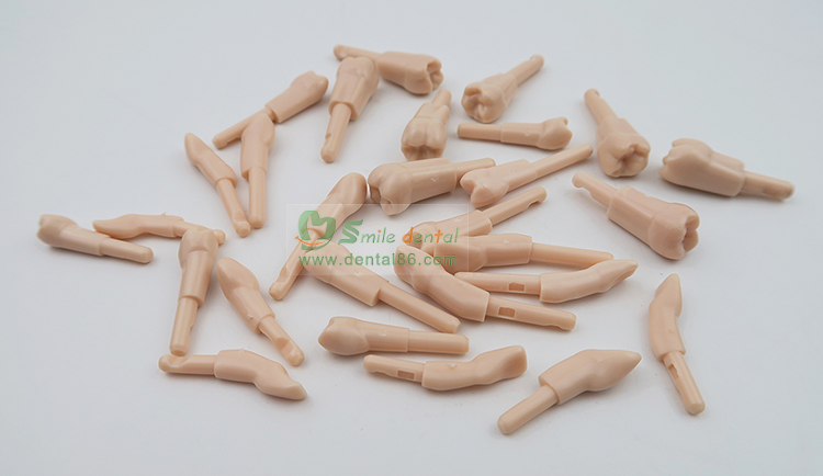 TM-DK Replacement Tooth Model